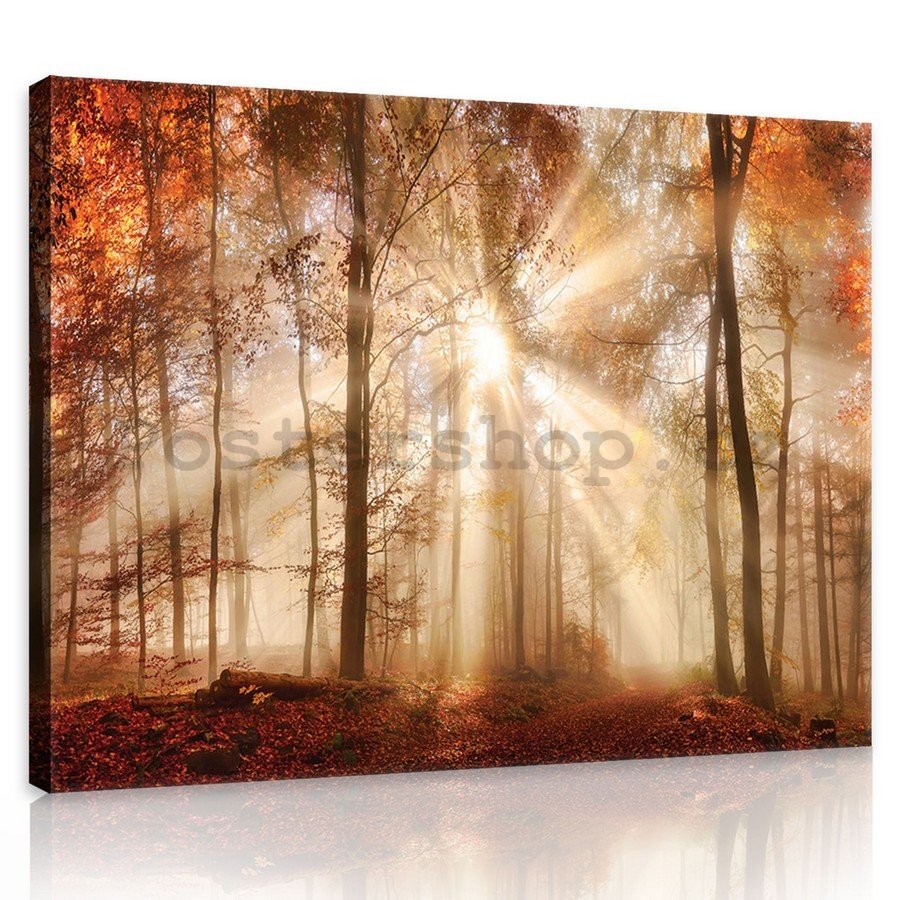 Obraz na plátně: Lesní rozbřesk - 75x100 cm