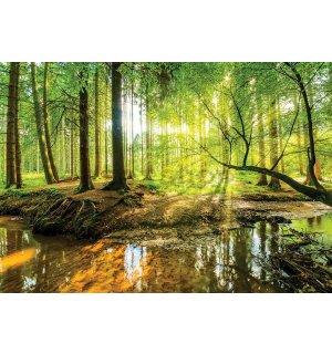 Obraz na plátně: Lužní les - 75x100 cm
