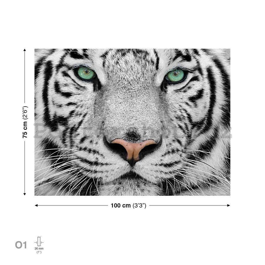 Obraz na plátně: Bílý tygr - 75x100 cm