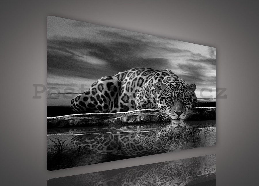 Obraz na plátně: Jaguar (černobílý) - 75x100 cm
