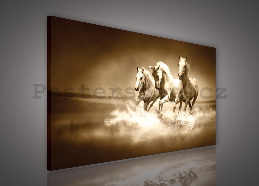 Obraz na plátně: Koně (4) - 75x100 cm