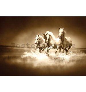 Obraz na plátně: Koně (4) - 75x100 cm