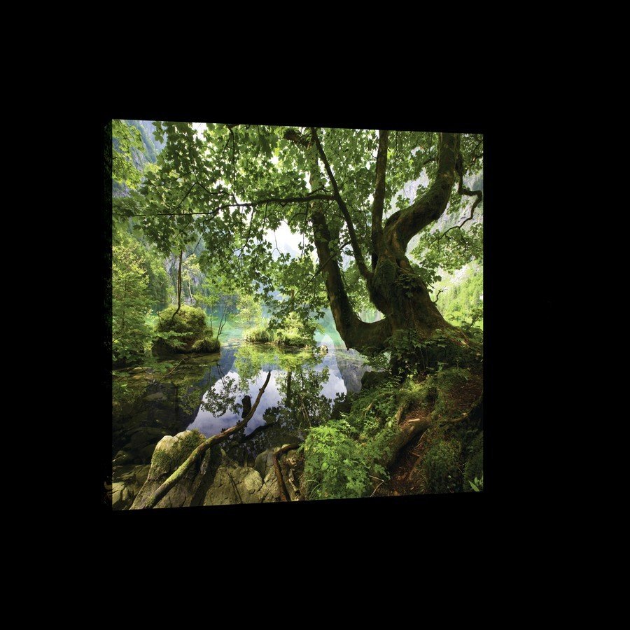 Obraz na plátně: Lesní tůně - 75x100 cm