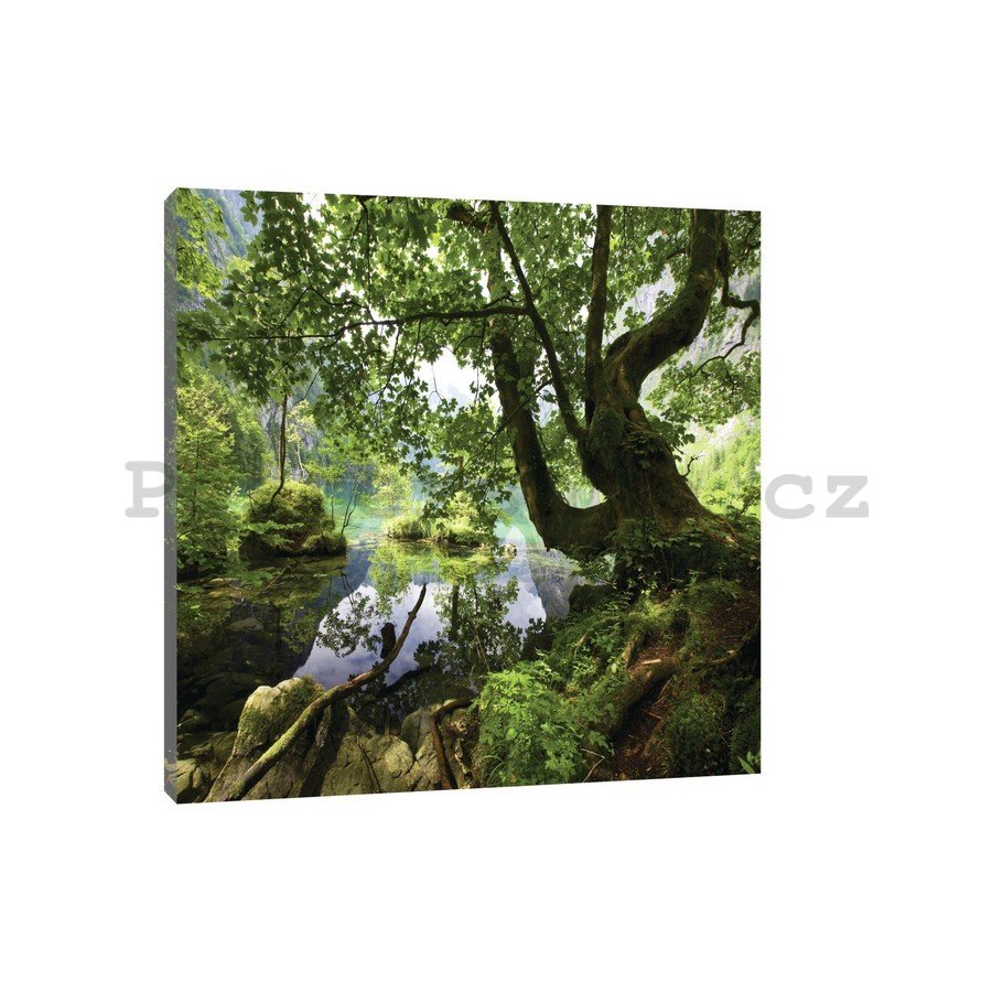 Obraz na plátně: Lesní tůně - 75x100 cm