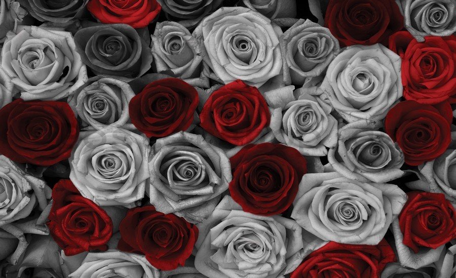 Obraz na plátně: Bílé a červené růže (1) - 75x100 cm