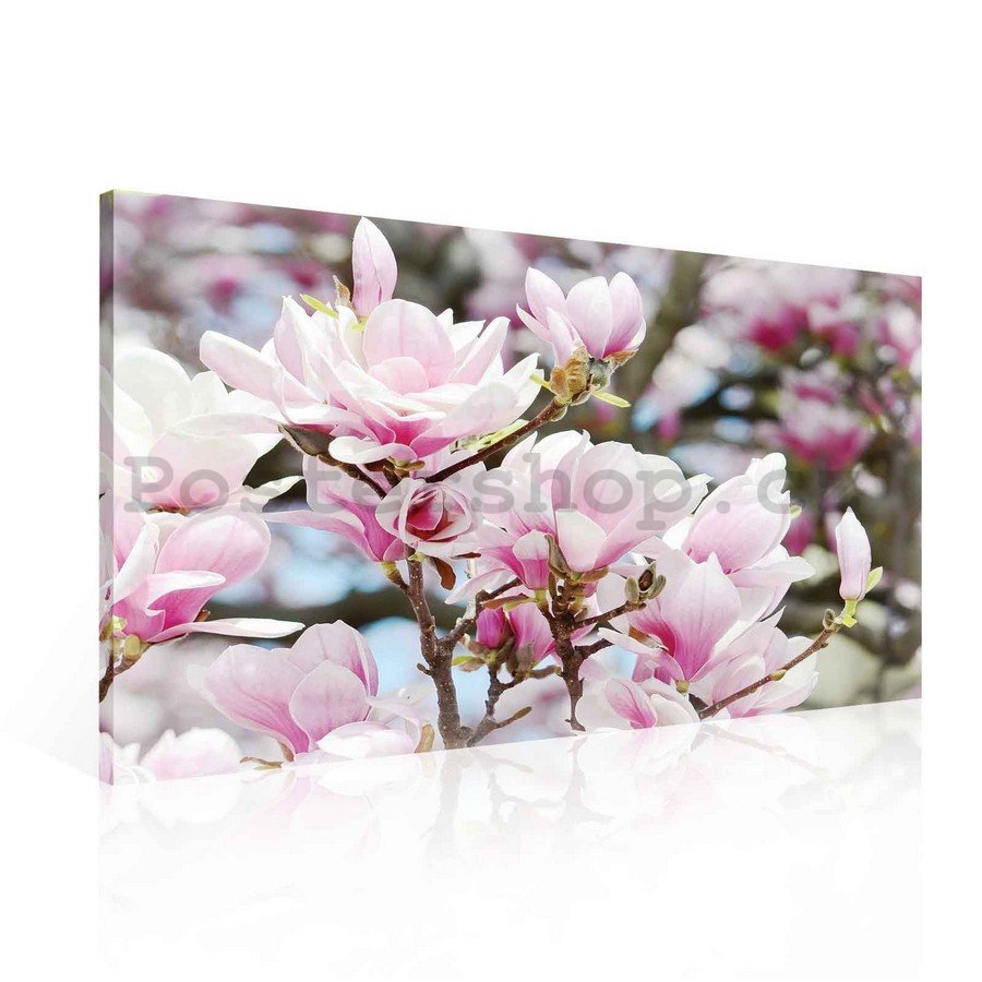 Obraz na plátně: Růžové květy - 75x100 cm