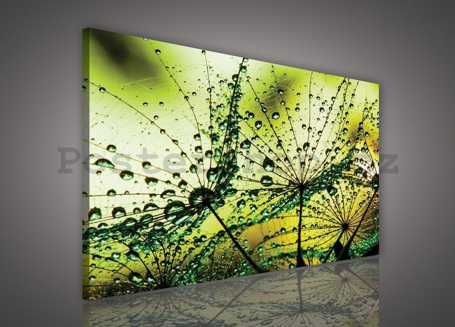 Obraz na plátně: Kapky deště (2) - 75x100 cm