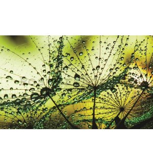 Obraz na plátně: Kapky deště (2) - 75x100 cm