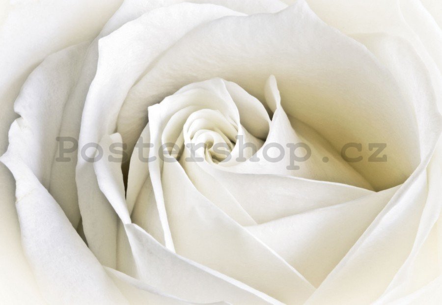 Obraz na plátně: Bílá růže (2) - 75x100 cm
