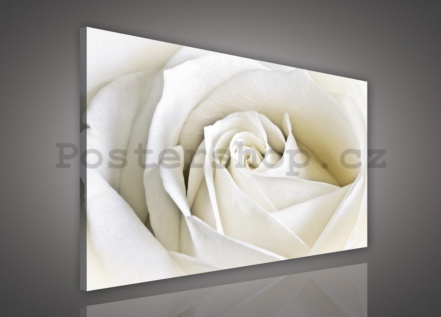 Obraz na plátně: Bílá růže (2) - 75x100 cm