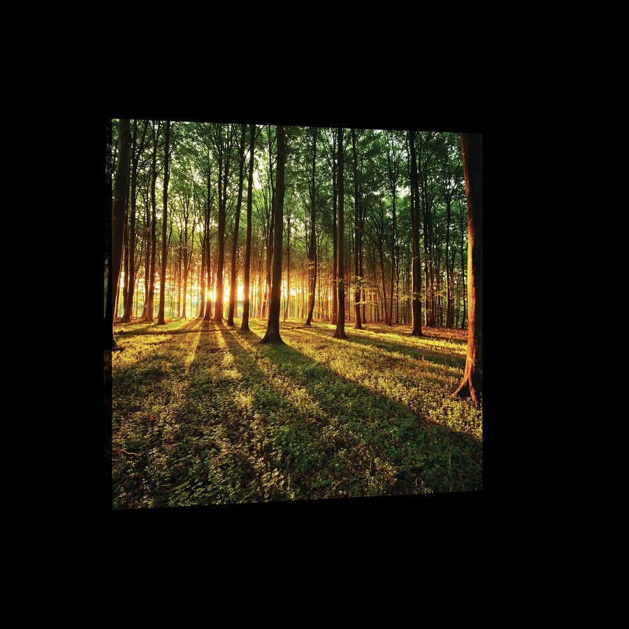 Obraz na plátně: Západ slunce v lese - 75x100 cm
