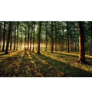 Obraz na plátně: Západ slunce v lese - 75x100 cm