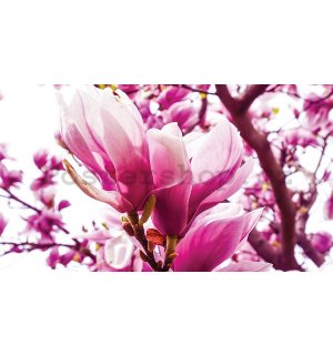 Obraz na plátně: Růžová magnolie - 75x100 cm