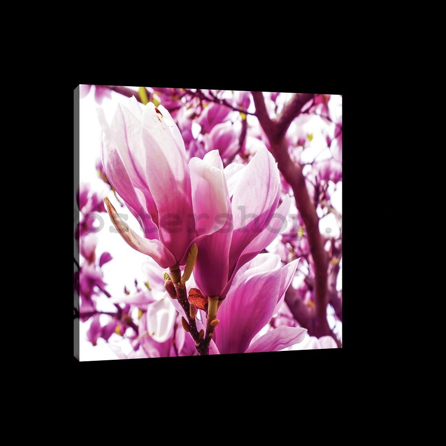 Obraz na plátně: Růžová magnolie - 75x100 cm