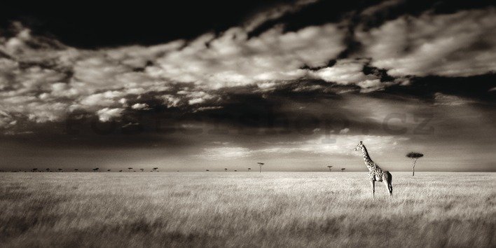 Obraz na plátně - Ian Cumming, Masai Mara Giraffe