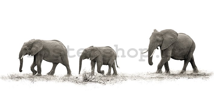 Obraz na plátně - Mario Moreno, The Elephants
