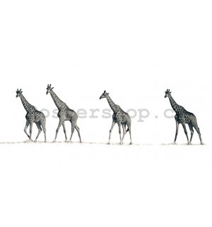 Obraz na plátně - Mario Moreno, The Giraffes