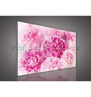 Obraz na plátně: Růžové růže (2) - 75x100 cm
