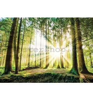 Fototapeta vliesová: Slunce v lese (2) - 184x254 cm