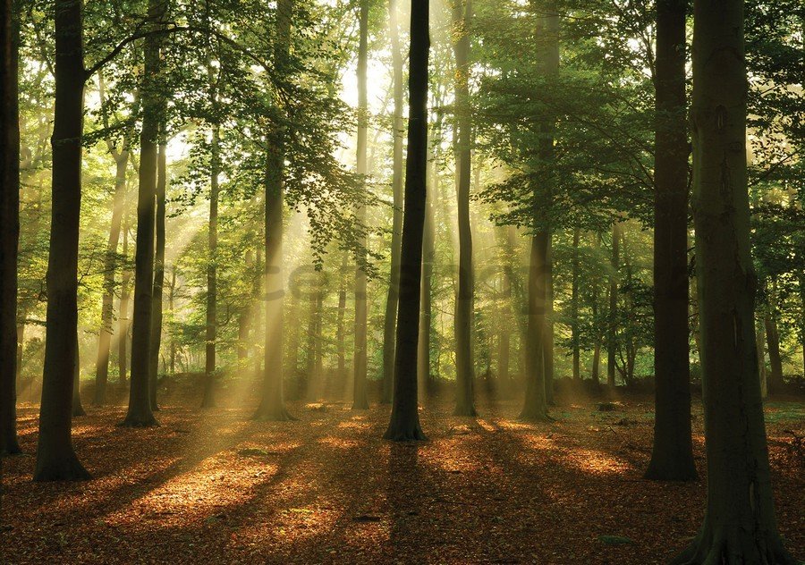 Fototapeta vliesová: Slunce v lese (4) - 104x152,5 cm