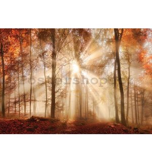 Fototapeta vliesová: Lesní rozbřesk - 184x254 cm
