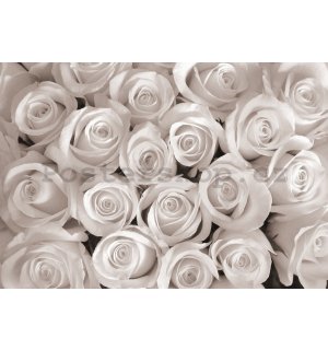 Fototapeta vliesová: Bílá růže - 254x368 cm