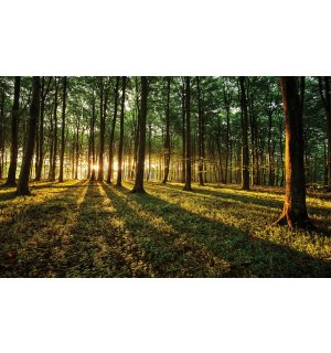 Fototapeta vliesová: Západ slunce v lese - 184x254 cm