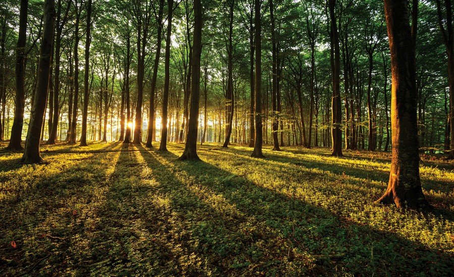 Fototapeta vliesová: Západ slunce v lese - 254x368 cm