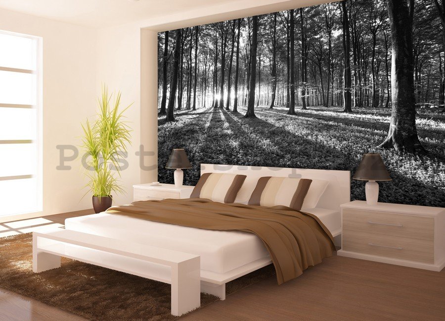 Fototapeta vliesová: Černobílý les (1) - 254x368 cm