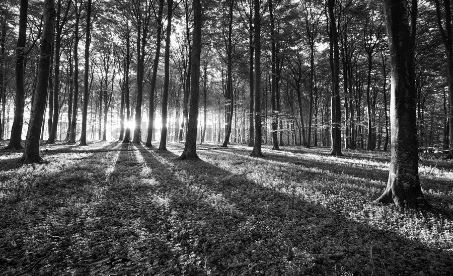 Fototapeta vliesová: Černobílý les (1) - 254x368 cm