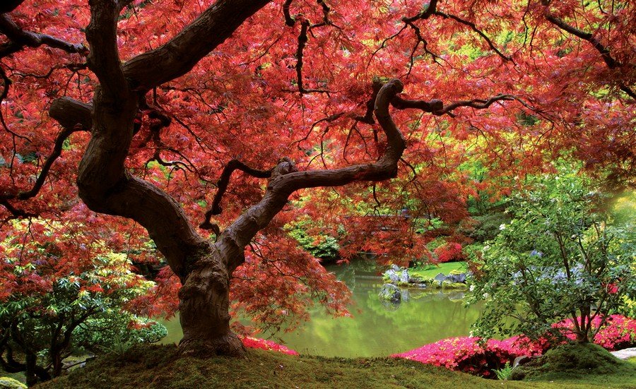 Fototapeta vliesová: Kvetoucí strom - 254x368 cm