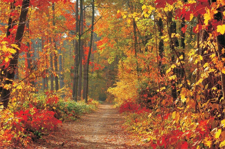 Fototapeta vliesová: Podzimní les - 184x254 cm
