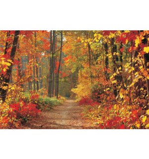 Fototapeta vliesová: Podzimní les - 254x368 cm