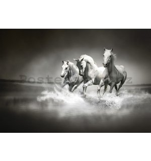 Fototapeta vliesová: Koně (1) - 254x368 cm