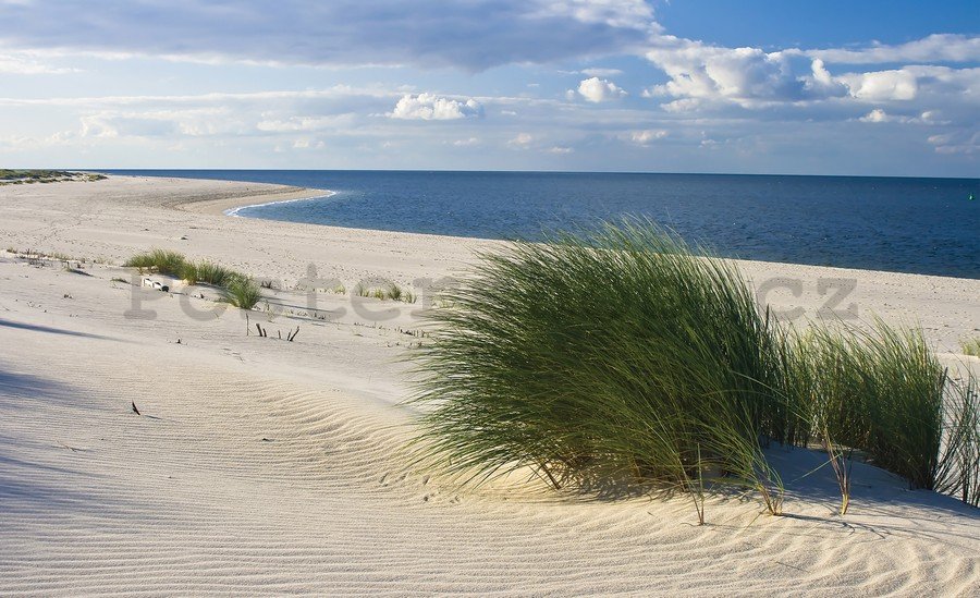 Fototapeta vliesová: Písečná pláž (1) - 254x368 cm
