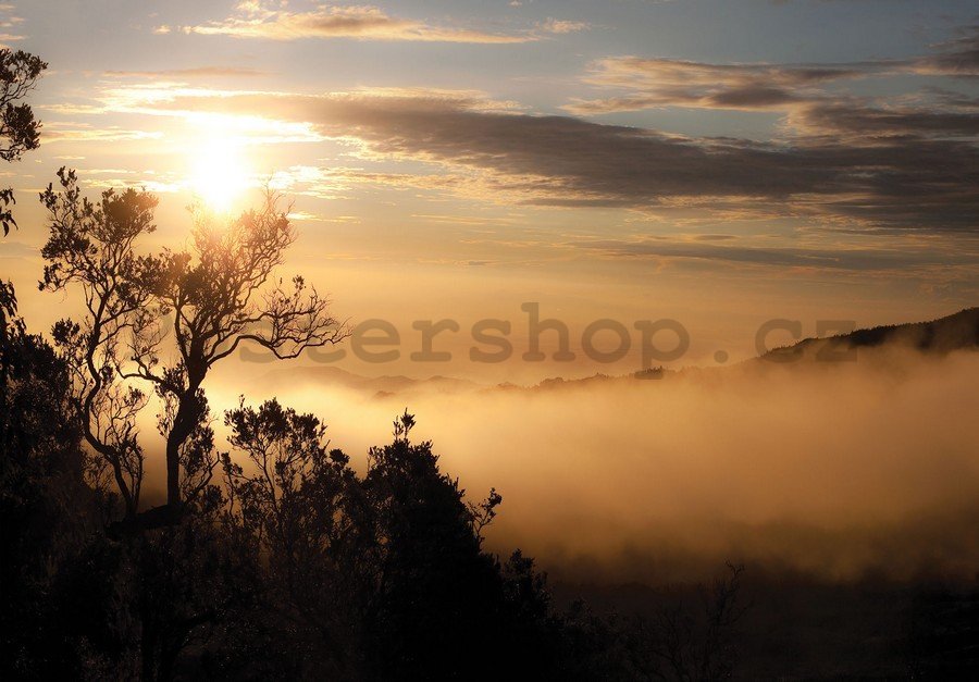Fototapeta: Východ slunce nad mlžným lesem - 184x254 cm