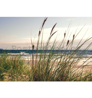 Fototapeta: Tráva na pobřeží (1) - 254x368 cm