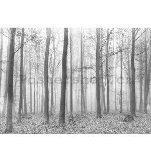 Fototapeta: Mlha v lese (2) - 184x254 cm
