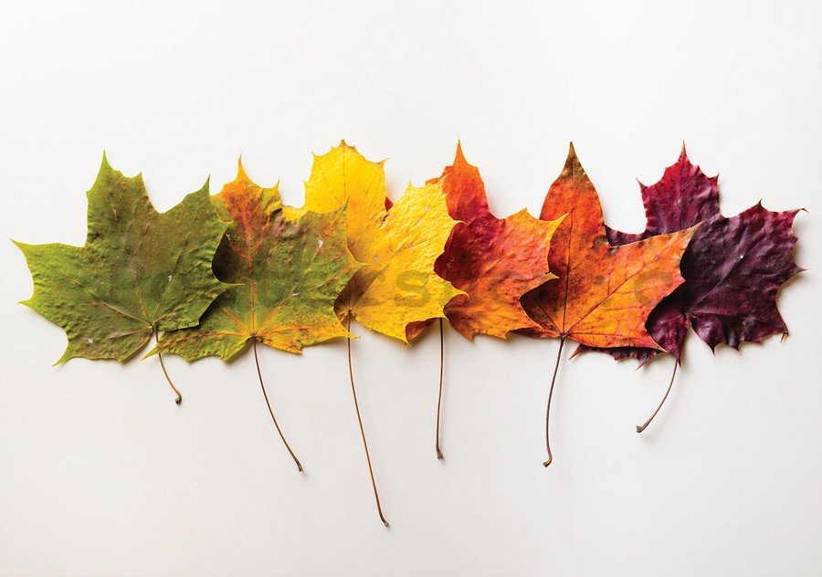 Fototapeta: Podzimní listí - 184x254 cm