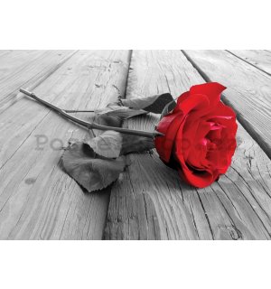 Obraz na plátně: Červená růže - 75x100 cm