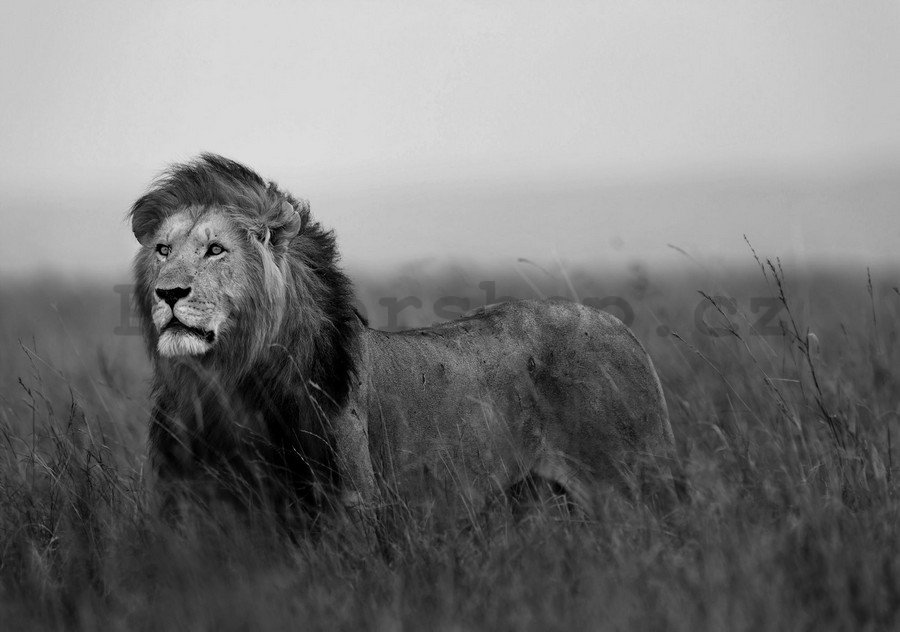 Obraz na plátně: Lev (černobílý) - 75x100 cm