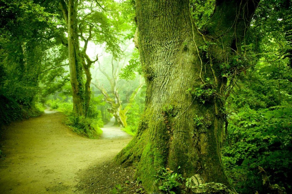 Fototapeta vliesová: Kouzelný les - 254x368 cm