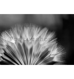 Fototapeta vliesová: Černobílá pampeliška - 254x368 cm