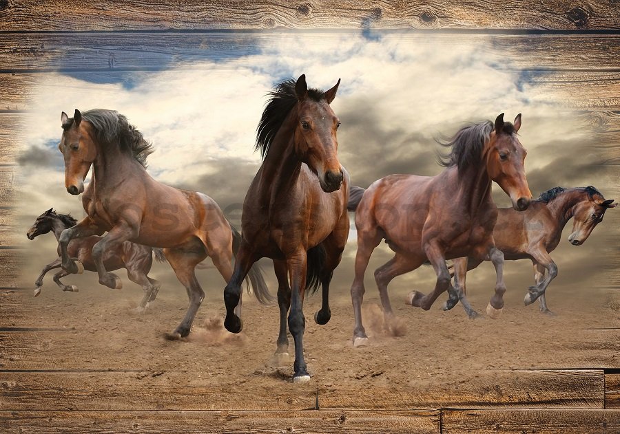 Fototapeta vliesová: Koně (3) - 254x368 cm
