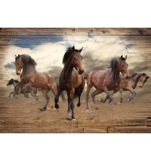 Fototapeta vliesová: Koně (3) - 254x368 cm