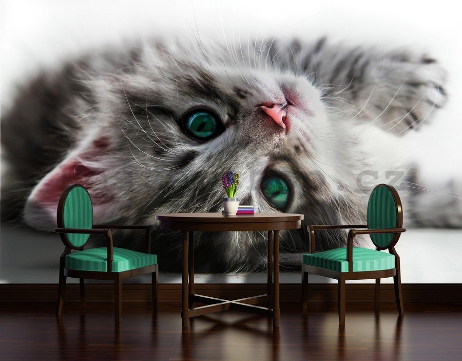 Fototapeta vliesová: Kočka - 184x254 cm