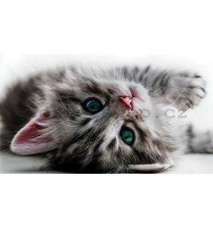 Fototapeta vliesová: Kočka - 184x254 cm