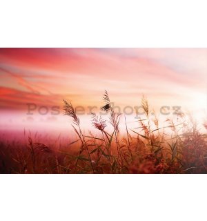 Fototapeta vliesová: Louka (západ slunce) - 184x254 cm