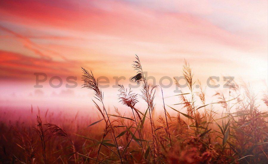 Fototapeta vliesová: Louka (západ slunce) - 254x368 cm