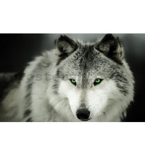 Fototapeta vliesová: Vlk (1) - 184x254 cm